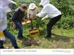Fischbachtal kreativ - Rind um die Bienen 02-06.2013 - 07.jpg