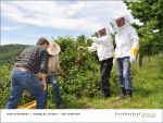 Fischbachtal kreativ - Rind um die Bienen 02-06.2013 - 06.jpg