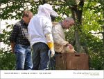 Fischbachtal kreativ - Rind um die Bienen 02-06.2013 - 15.jpg