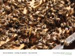 Rund um die Bienen 30 - Foto Achim Krell.jpg