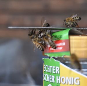 Bienen am Honigglas - Foto Wolfgang Schäfer