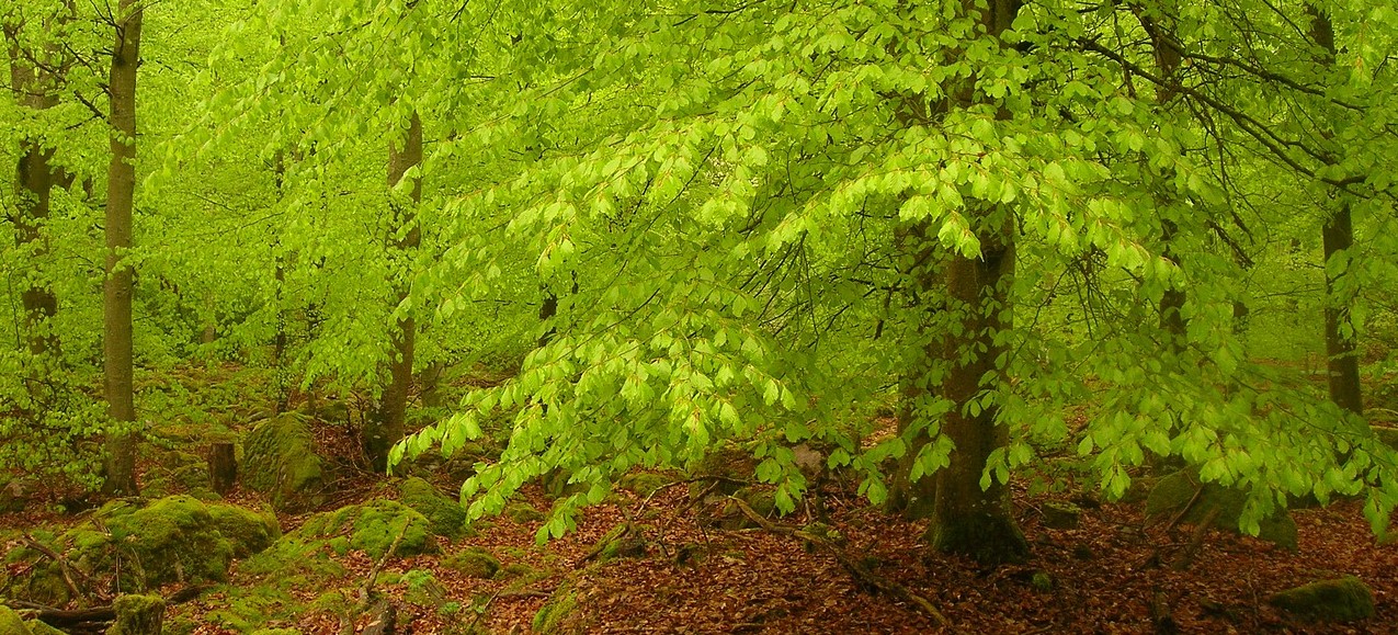 Buchenwald im Frühling Buchenwald im Frühling